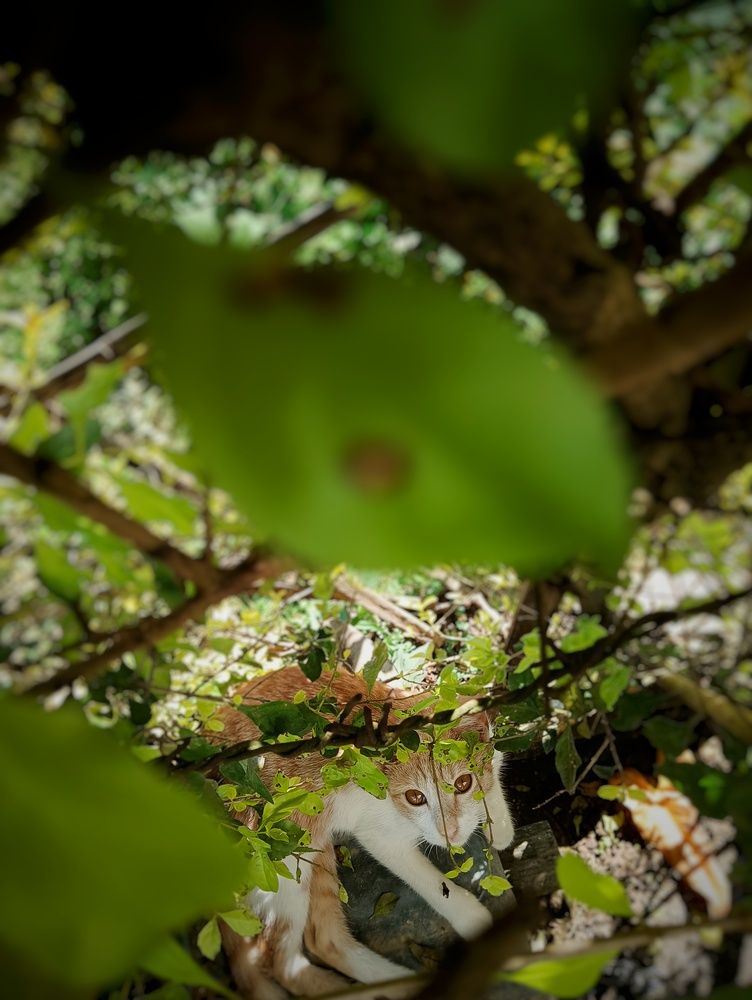 Photograph by Imtiwatila Pongen