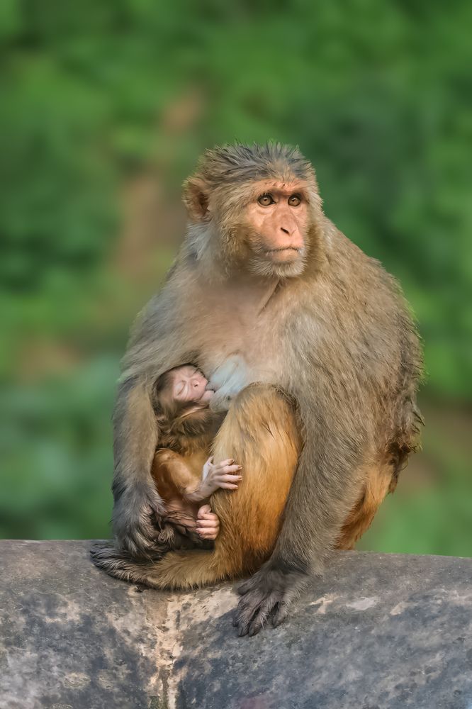 Mothers love