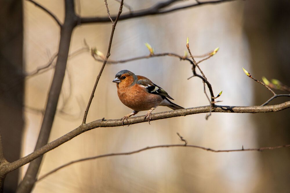 Фотография автора Анна Абрамова