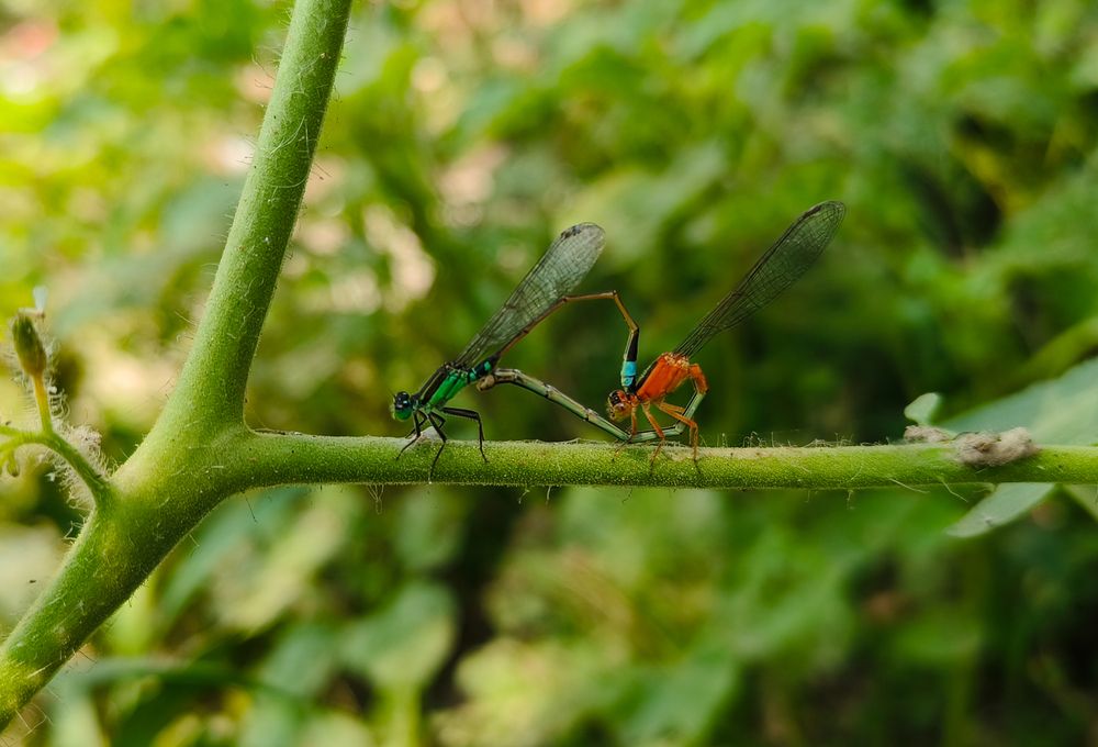 Damselflies