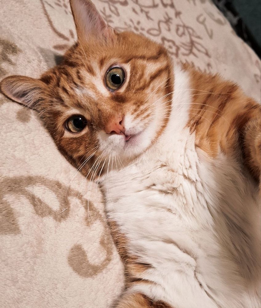 Фотография автора Amalazy Zim