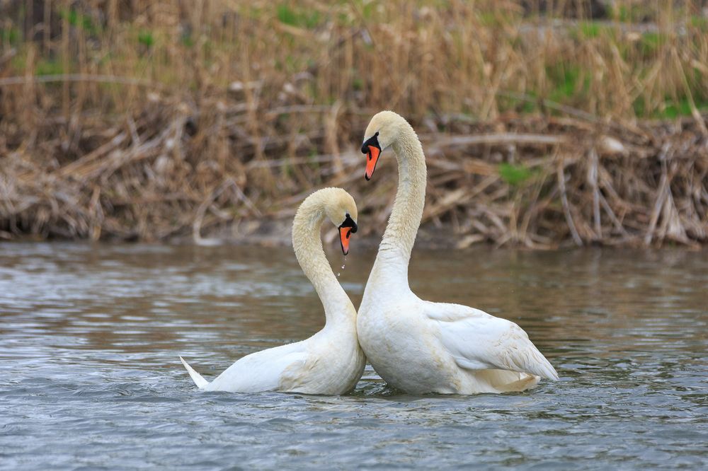 Photograph by Максим Шелякин