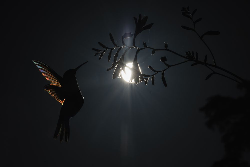 Hummingbirds