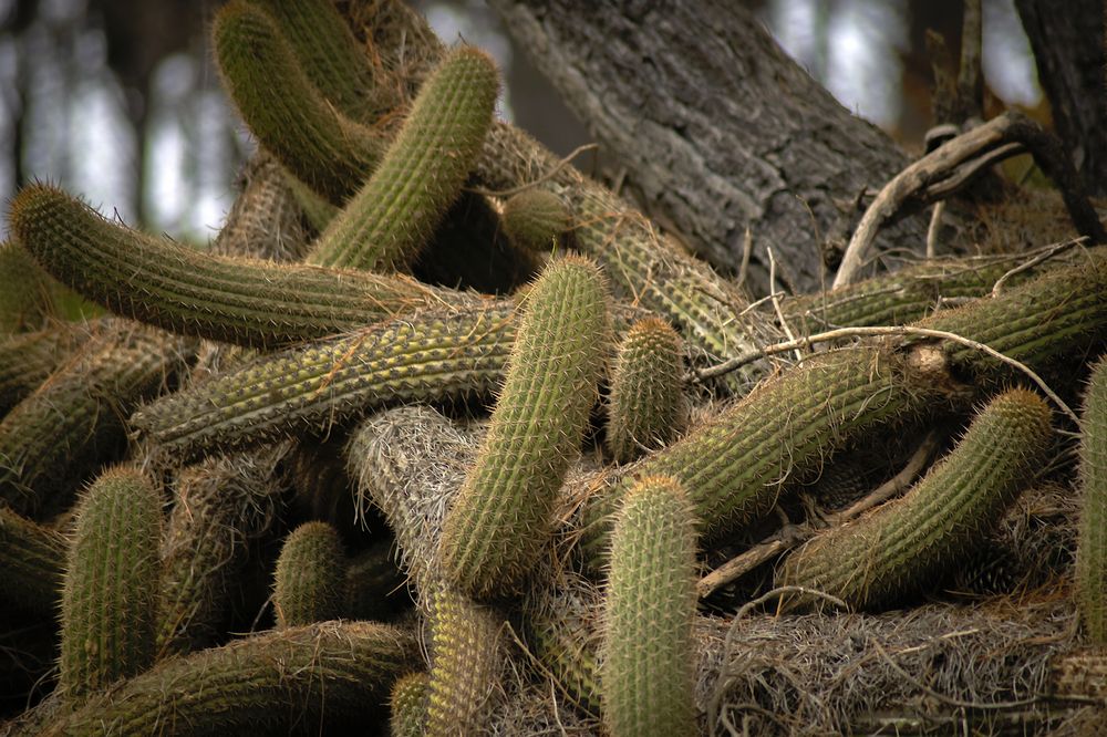 Photograph by Mauro Arlegui