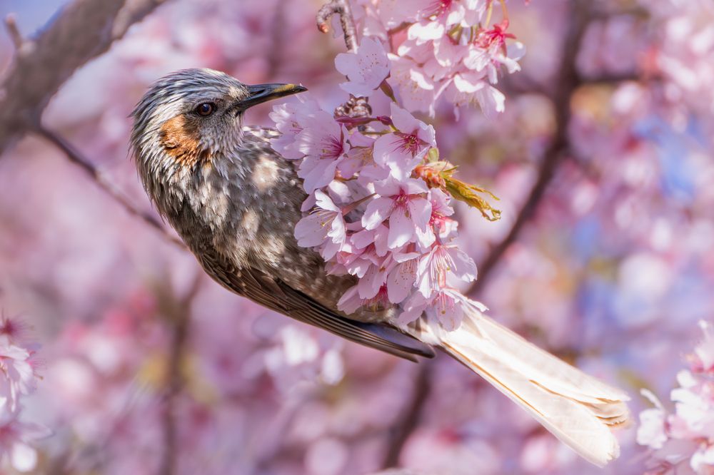 Photograph by Suzuki Ryuta