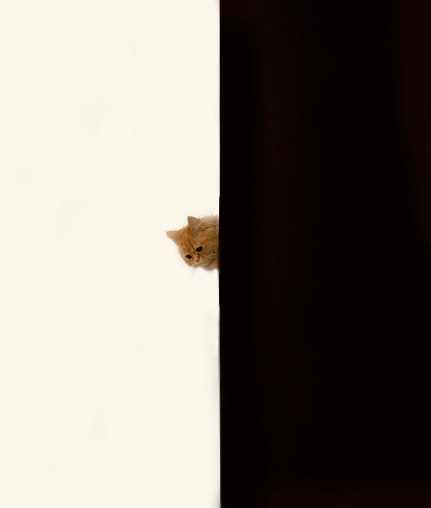 Photograph by Ava Nasiri