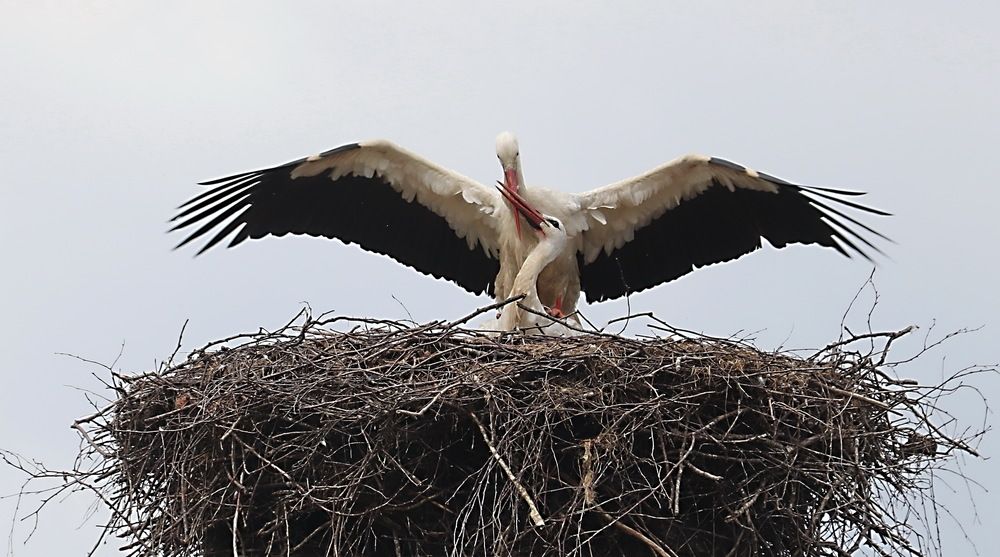 Photograph by Александр Лазебник
