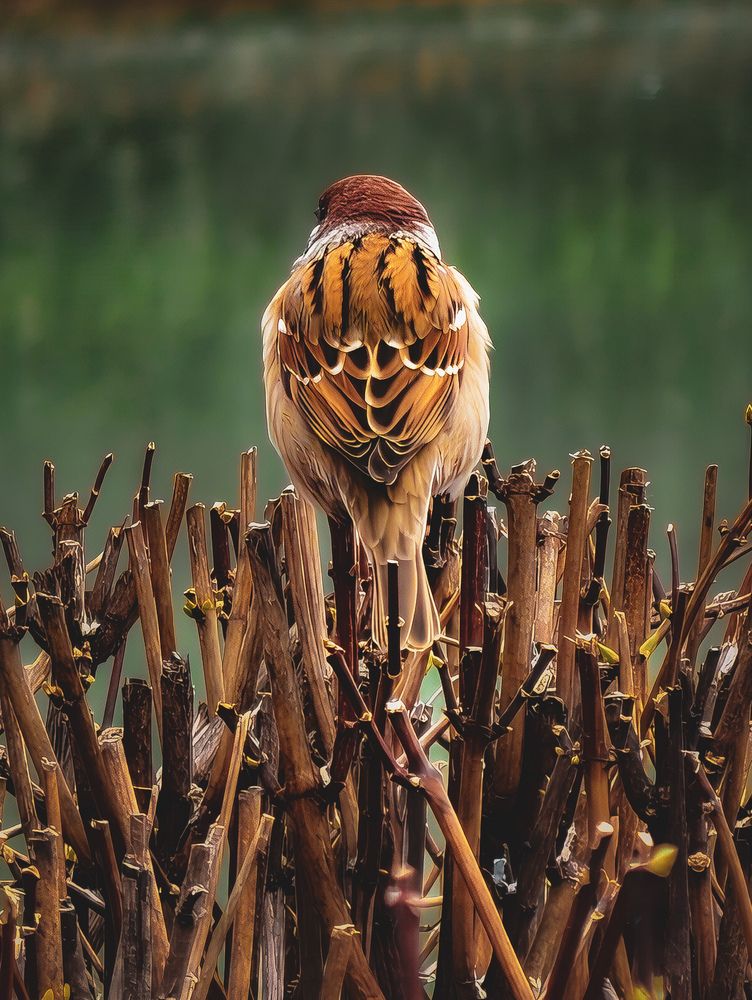 Photograph by Сергей Степаненко