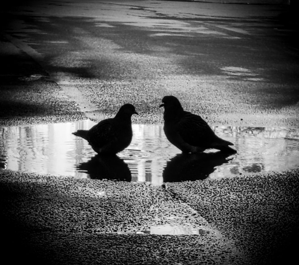 Photograph by Дайана