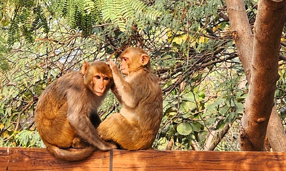 Photograph by G GOVIL