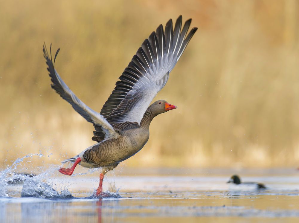 Photograph by Jørgen Hovde