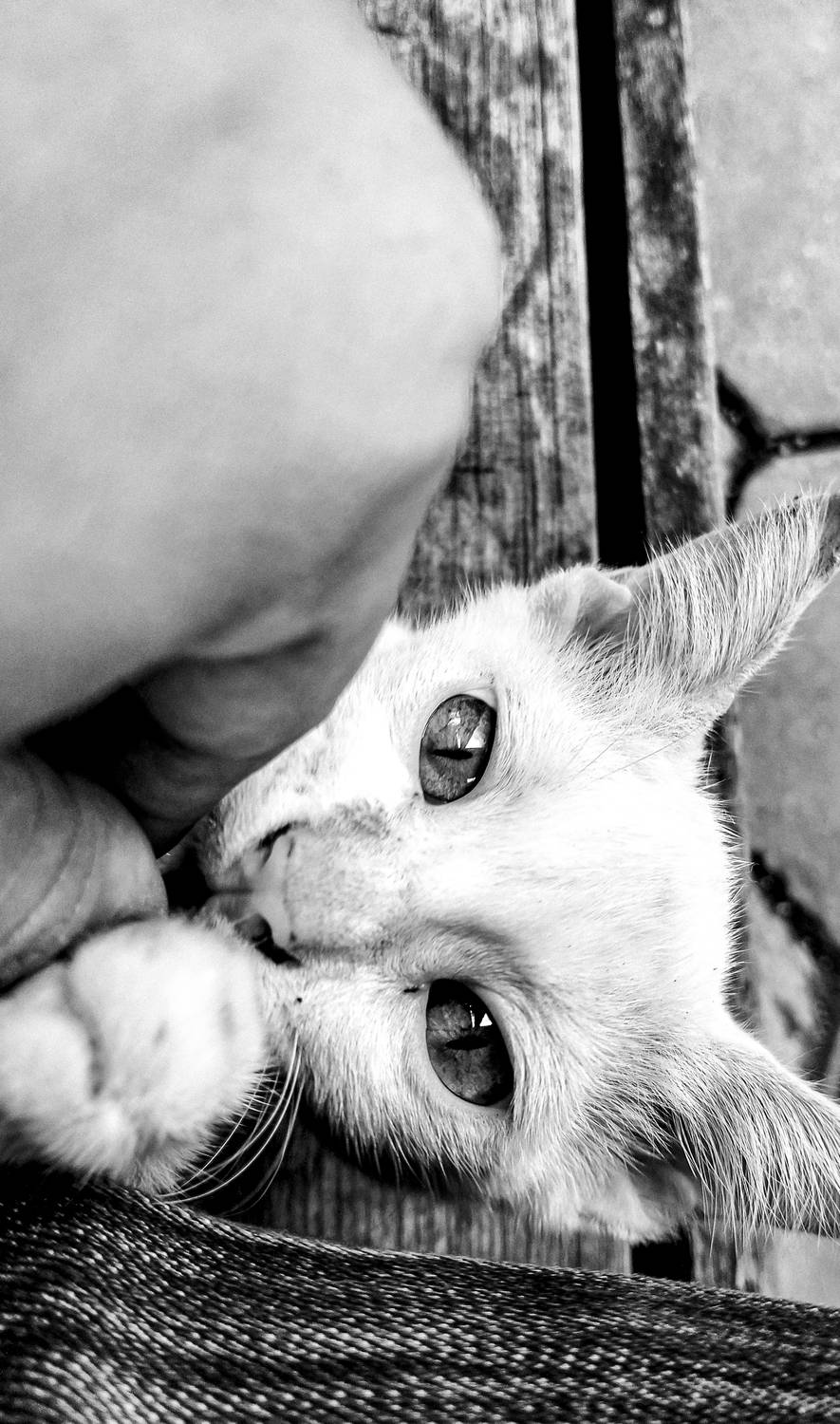 Putih