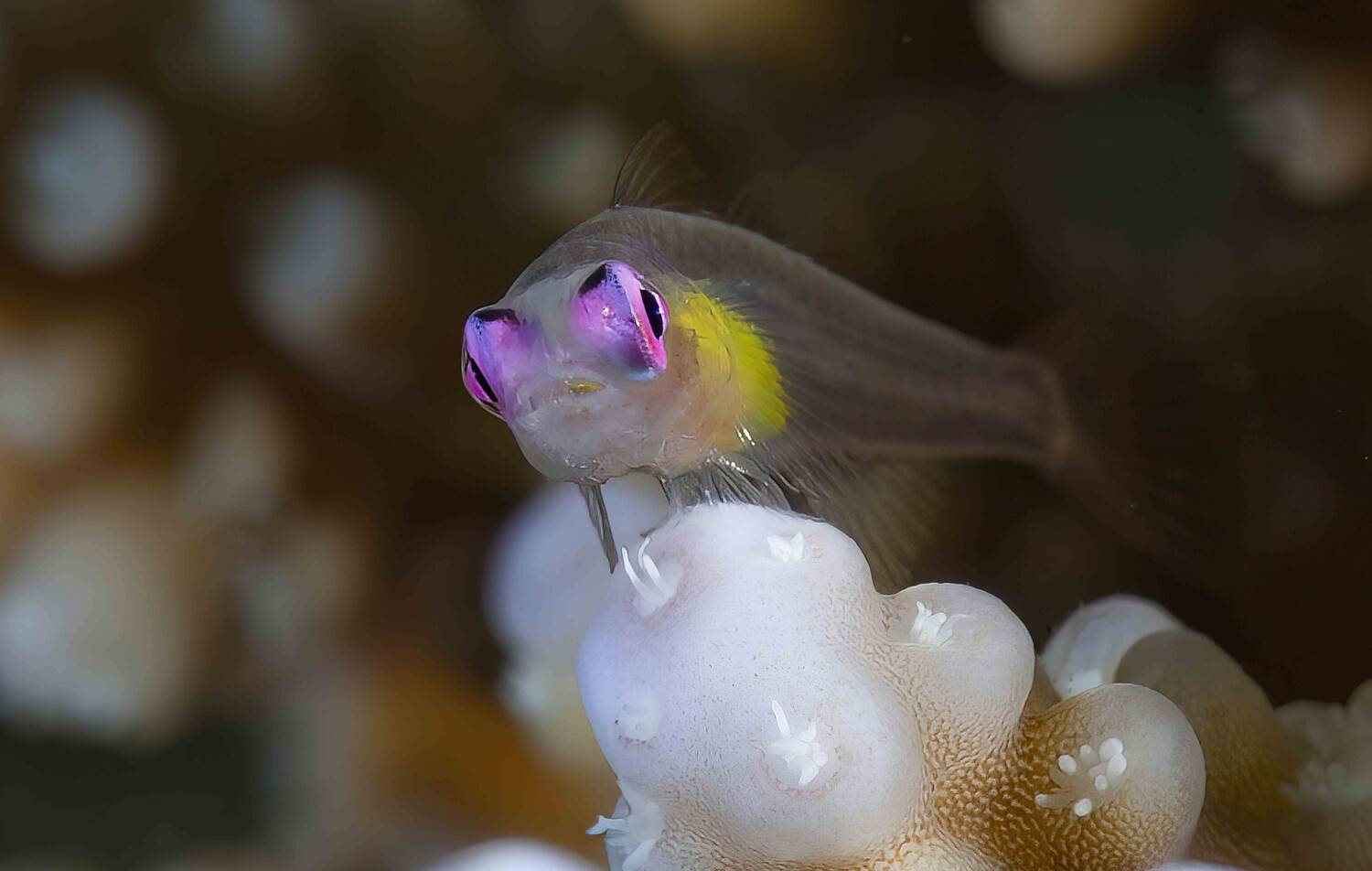 Фотография #12124128