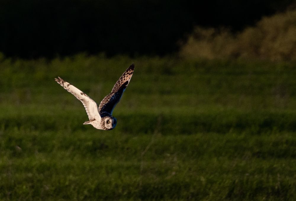 Photograph by Владимир Коновалов