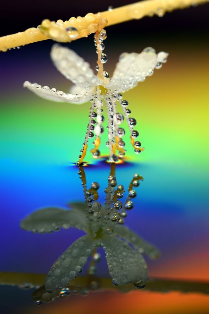 Хлорофитум