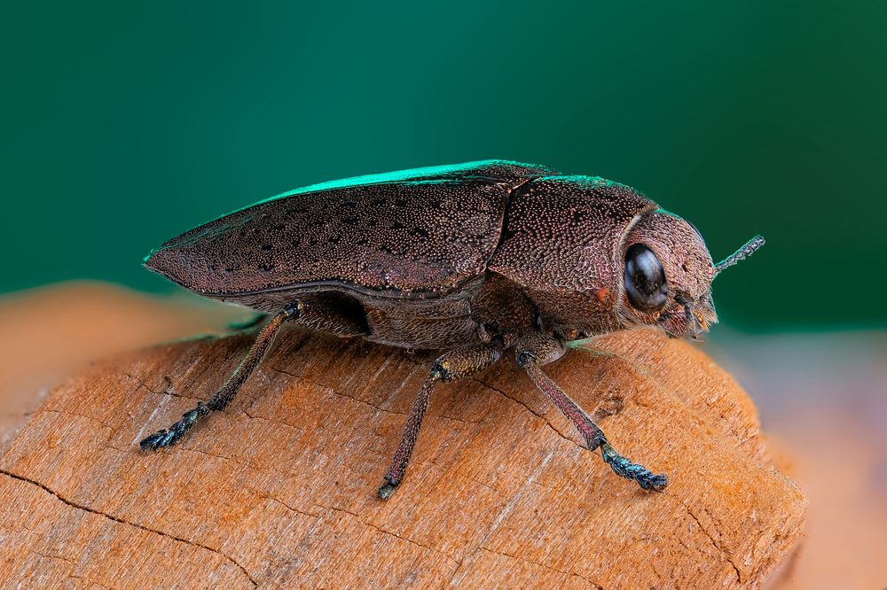 Златка (лат. Buprestidae)