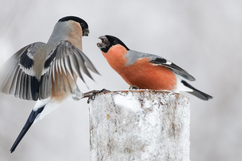 Семейная сора