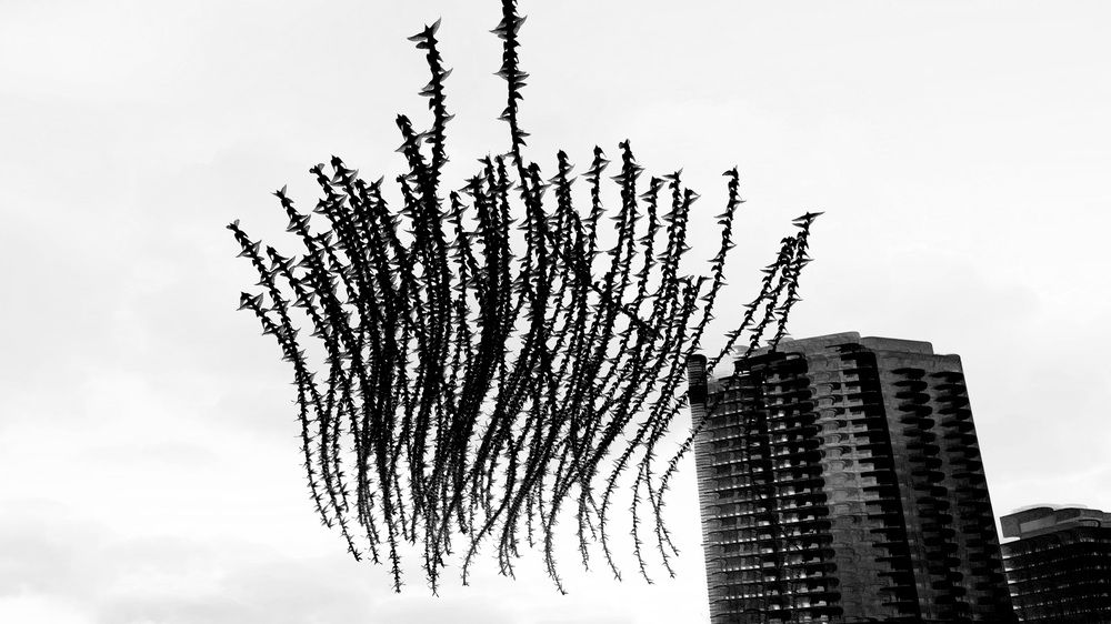 The beautiful murmuration of starlings