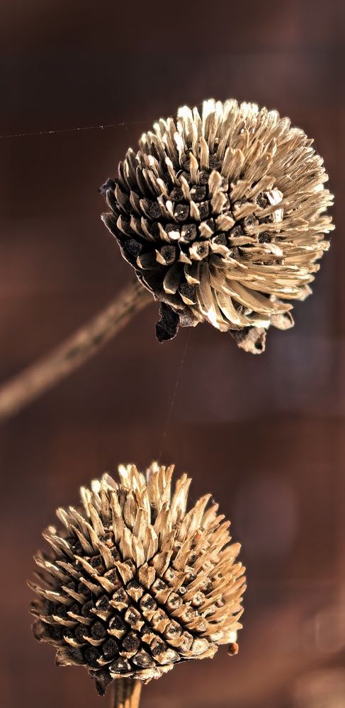 Шоколадный сухоцвет