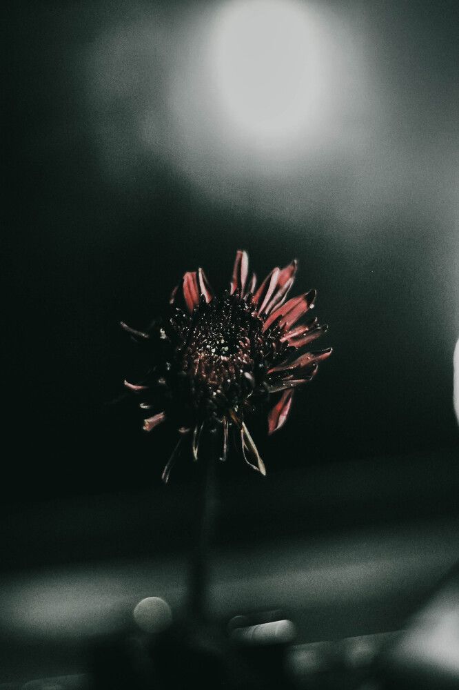 Photograph by Sineth Chanthula Weerasingha