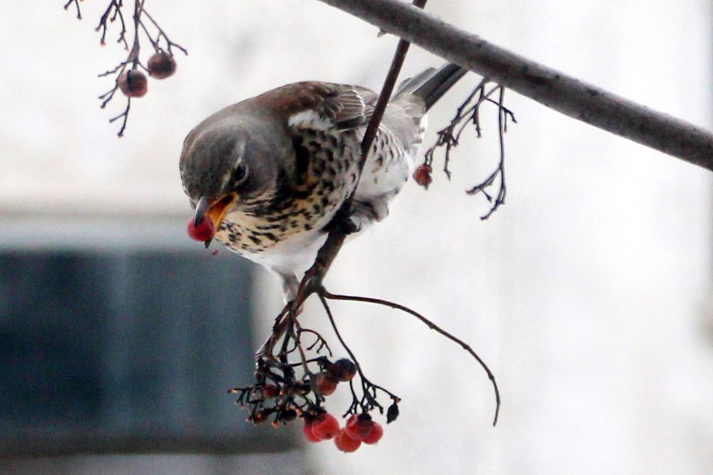 Photograph by Татьяна Иванникова