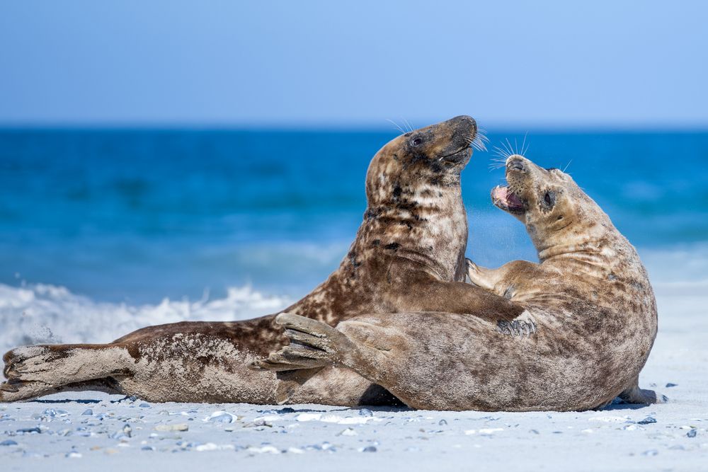 Two sea lions lying on the beach
