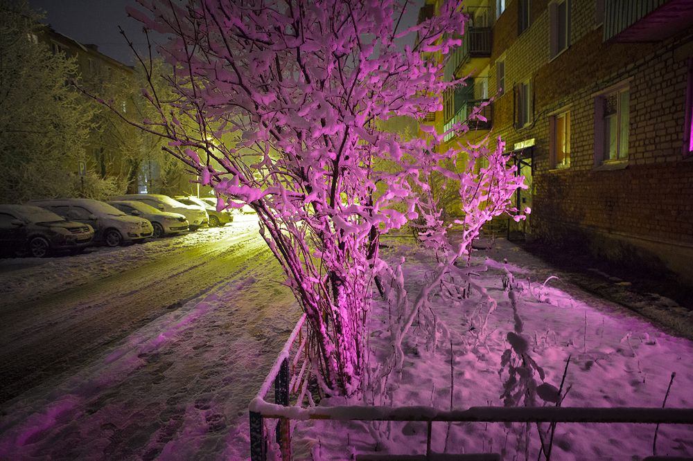 Зимняя сакура в цвету.