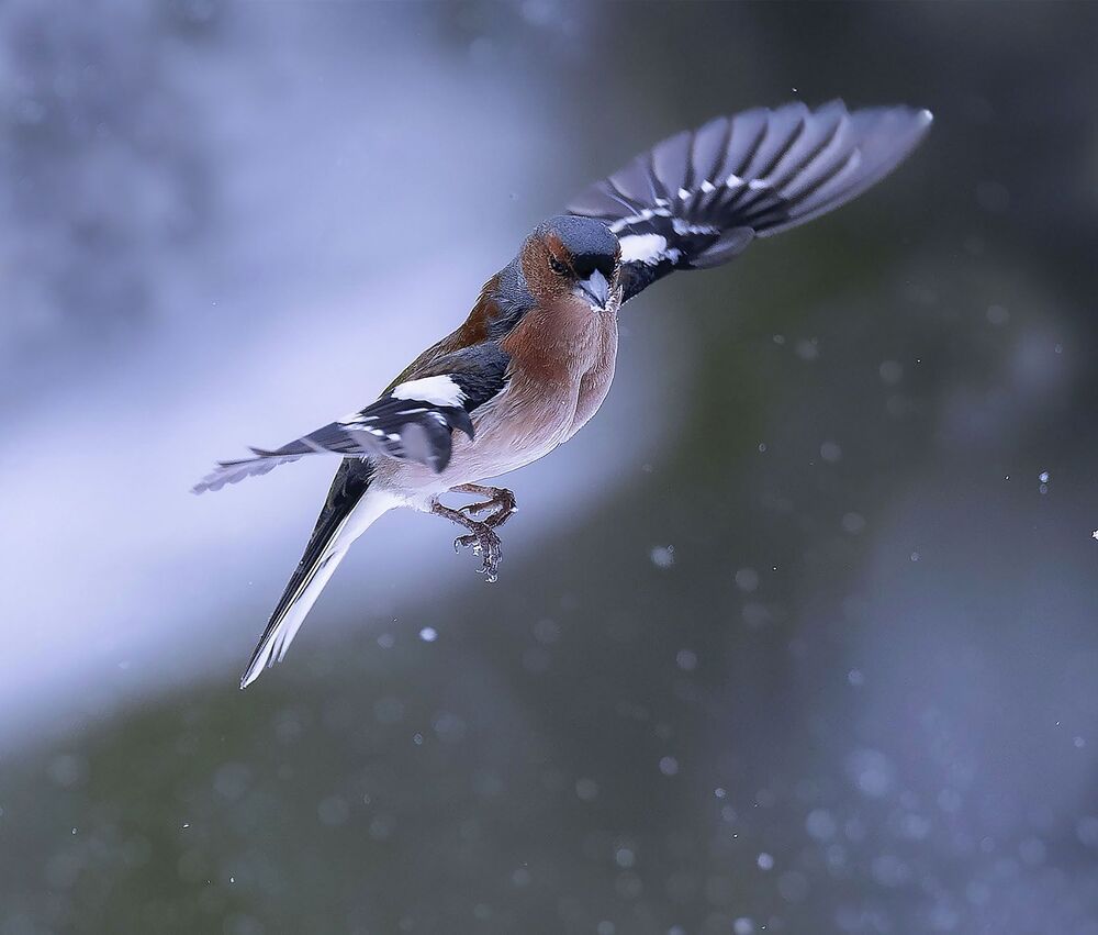 На крыльях свободы