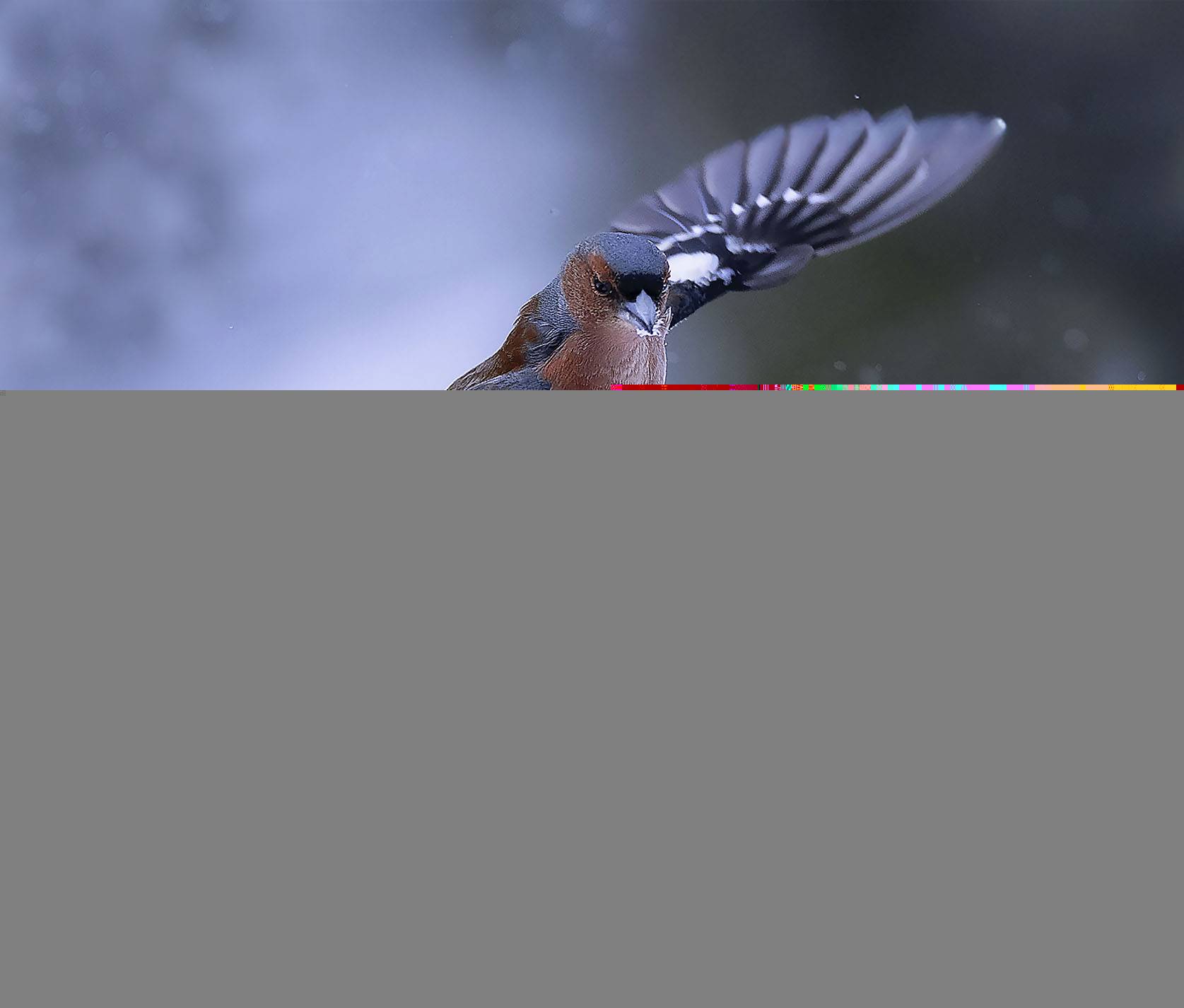 На крыльях свободы