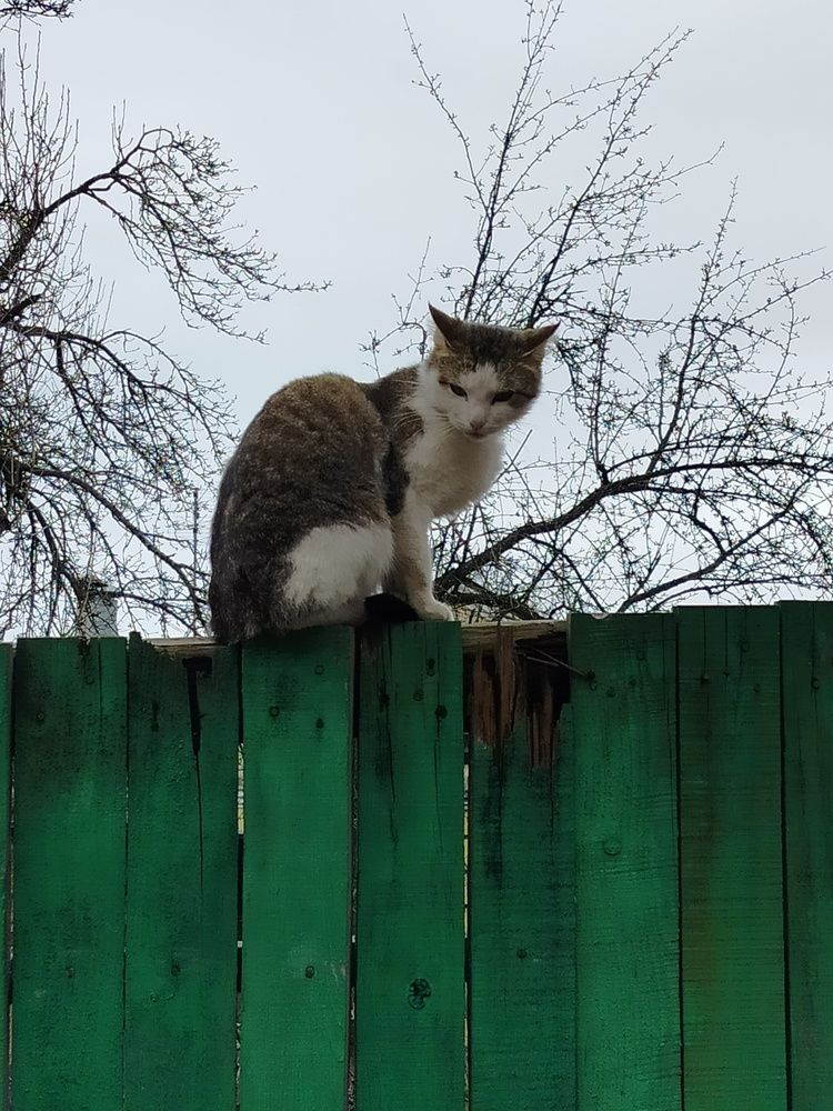 Фотография автора Наталья Драгун