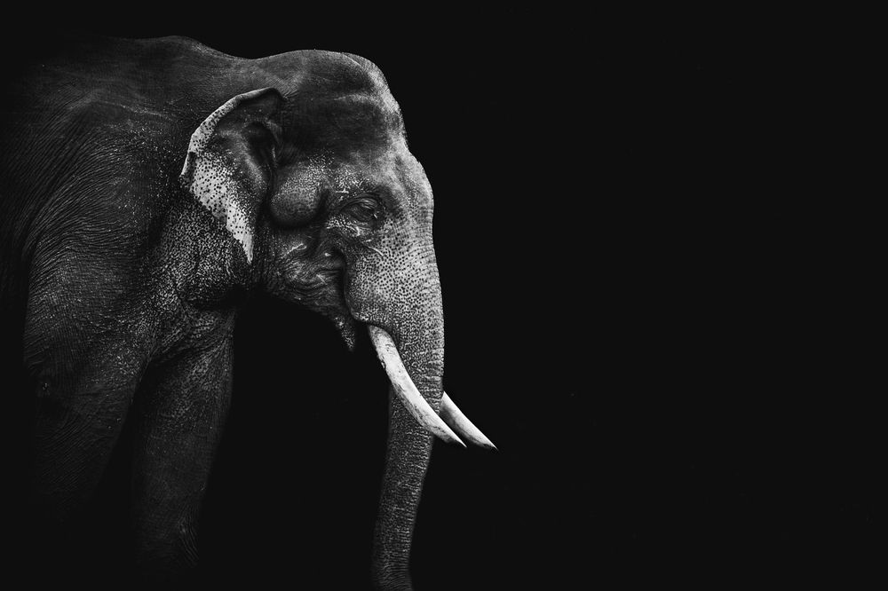 Elephant\'s majesty