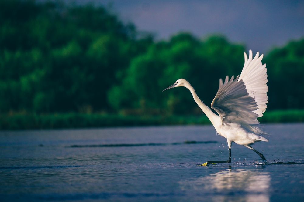 Фотография автора Vignesh Subramani