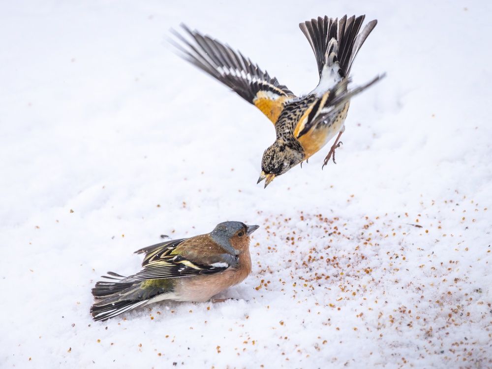 Photograph by Хабаров Сергей