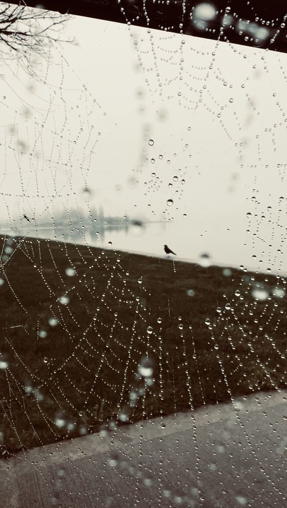Photograph by Diana