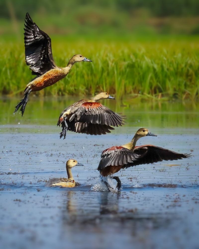 Photograph by Tanusri RoyChowdhury