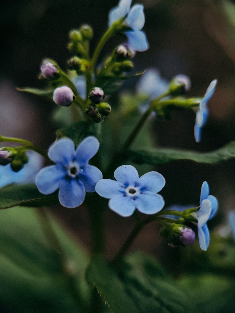 Фотография автора Алиса Исаева