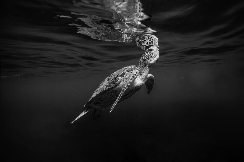 Photograph by neto ilhabela