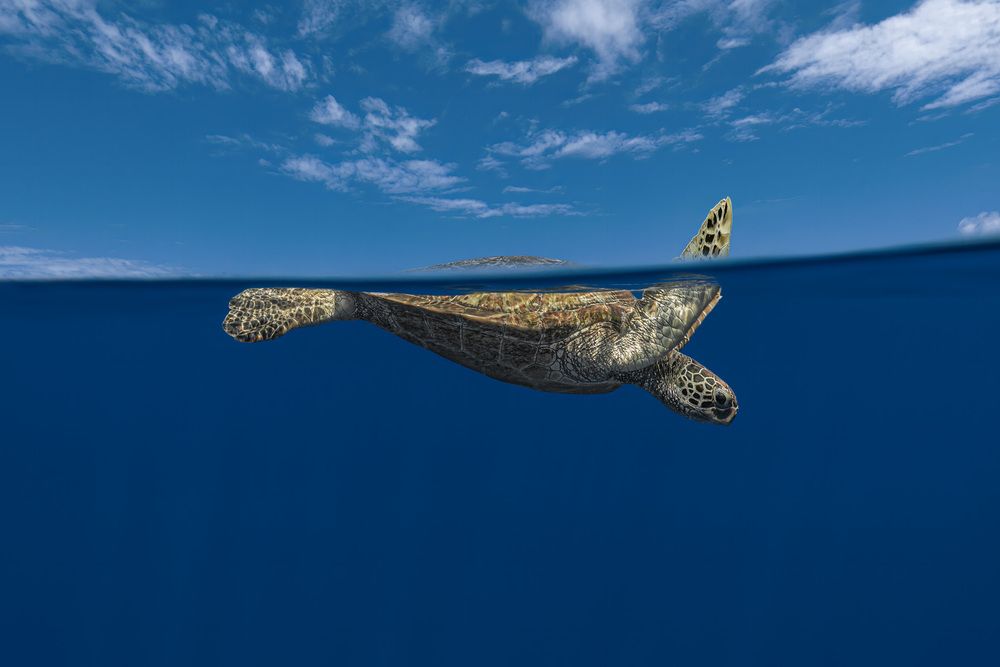 Photograph by ANTON Julien