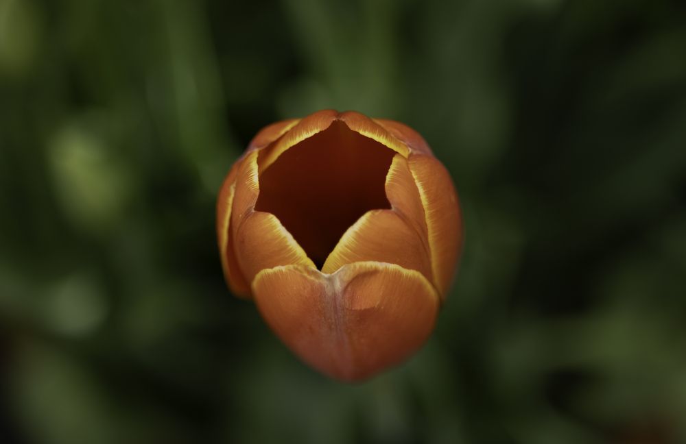 Фотография автора HIRA SINGH