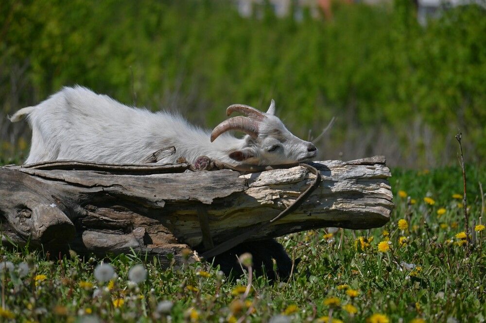 Photograph by IRINA FILIPPOVA