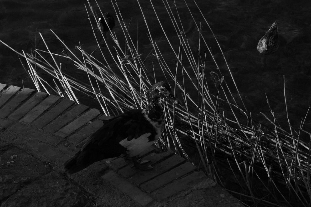 Photograph by Daniele Maggi