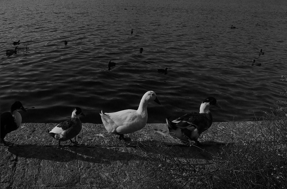 Photograph by Daniele Maggi