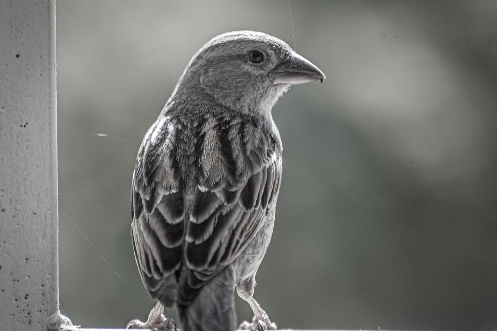 Bird in B&W
