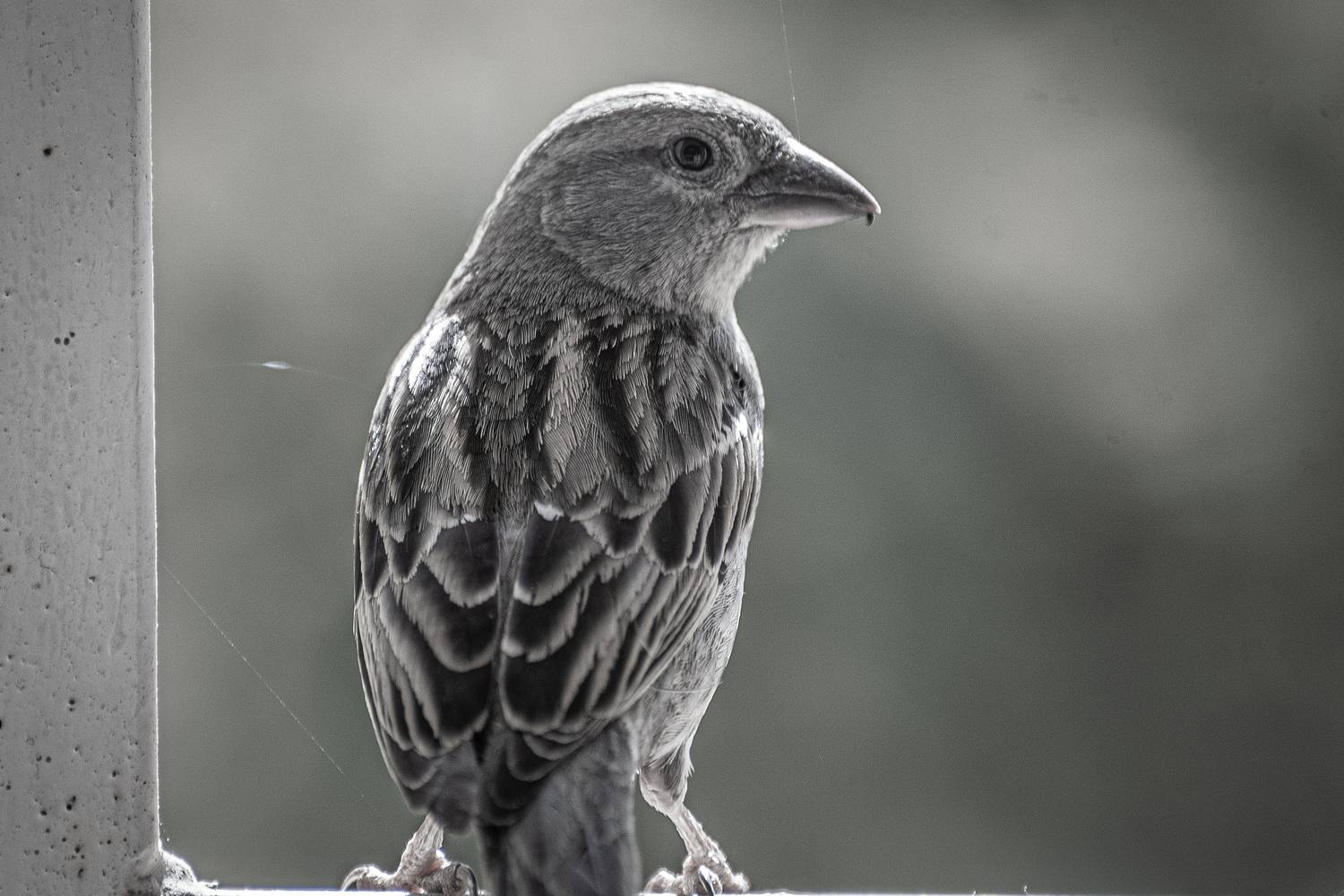 Bird in B&W