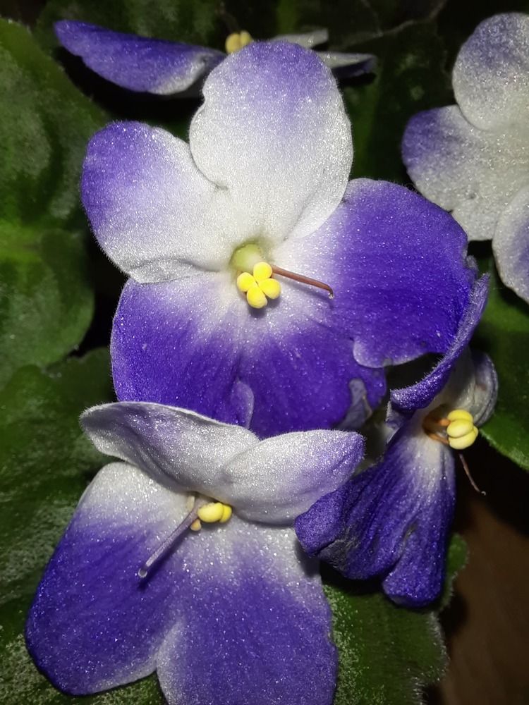 Photograph by Елена