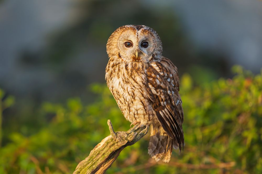 Photograph by Marco Rondi