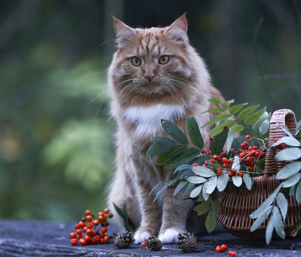 Кот в рябиновом настроении