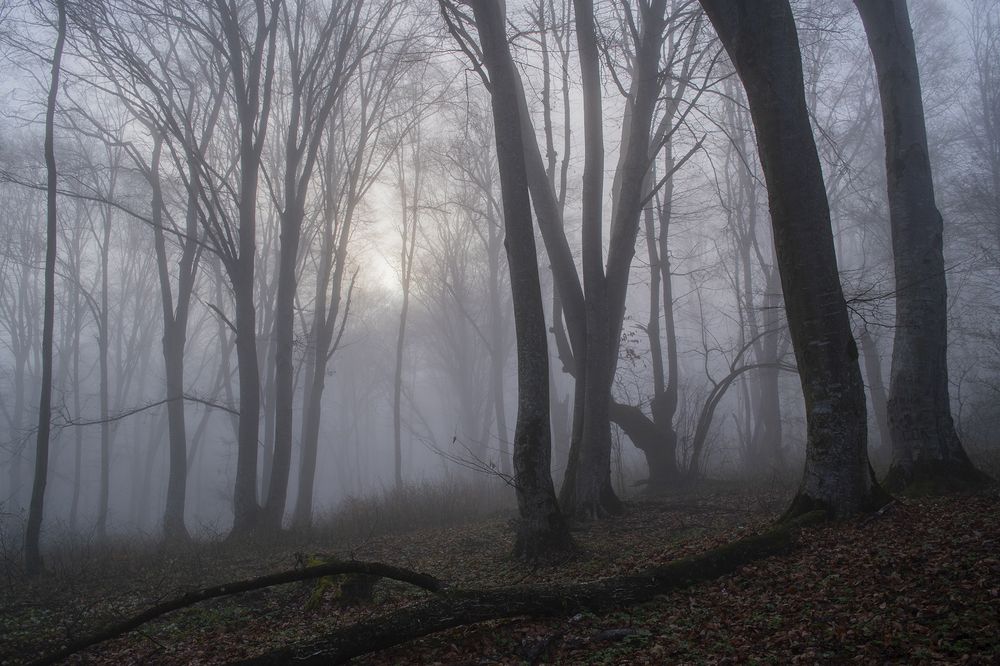 Фотография автора Шипунова Ирина