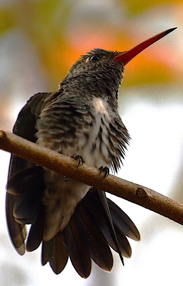 Photograph by Marzio Fattorini