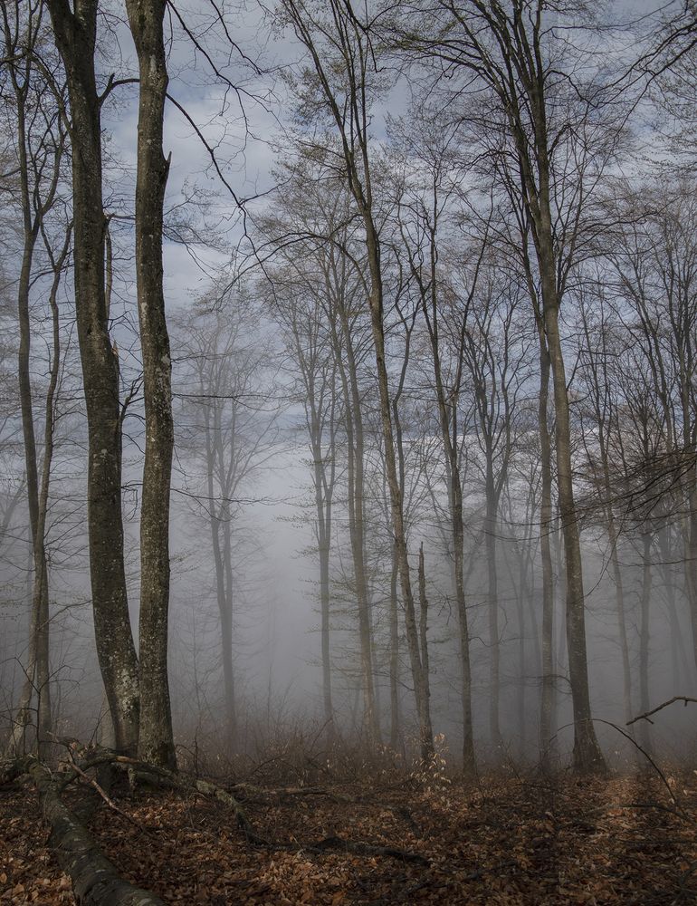 Фотография автора Шипунова Ирина